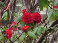 Rhododendron at Rydal