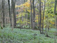 Autumn colour in Heversham Head Plantation