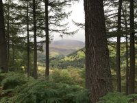 Looking up Glen Tilt