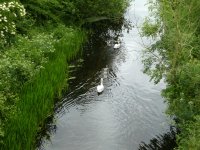 Swans and Three Signets on the Canal
