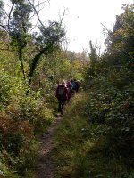 Coppiced woodland