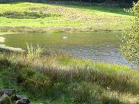 White Moss tarn with swan near Low Hay Bridge.