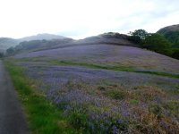 A field of blue