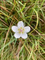 Grass of Parnasus at the Car Park