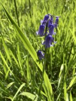 Bluebell in Bell Intake Wood