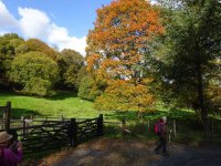 A golden tree near Whitestock Hall