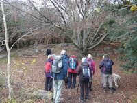 A multi stemmed Beech tree on the way to the Pepper Pot