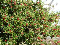 Holly berries on the canal