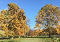 Levens Park Trees