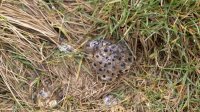Frogspawn on the path