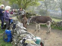 Feeding the Donkeys on Banks Lane