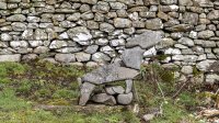 Another critter by Howgills Barn 